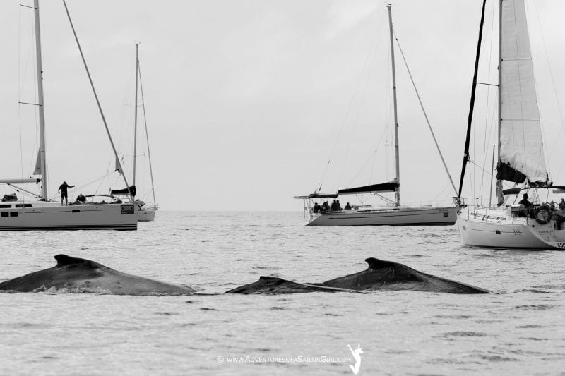 Whales aplenty at Hammo – from the Sailor Girl